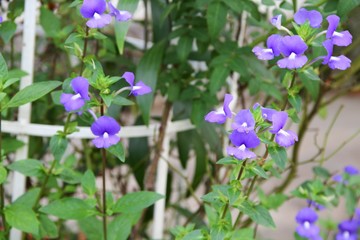 Fototapeta na wymiar Purple Brazilian snapdragon beautiful flower 