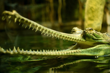 Detail of head of gharial in zoo
