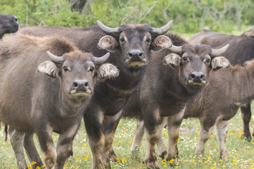 Water buffalo herd