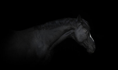 Portrait of the black horse  with white line of his head on the black background