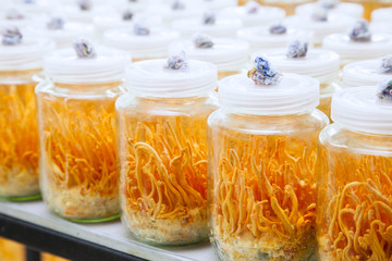 Fresh Cordyceps militaris in Glass bottles