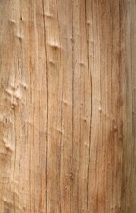 Fototapeta na wymiar texture tree pine detail background beautiful in nature