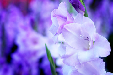 Purple Gladiolus flower in field. Representation to Splendid Beauty and promise. And have some space for write wording. © chic2view