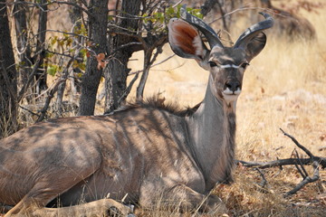 männliches Kudu
