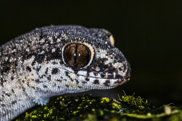 Ocellated Gecko