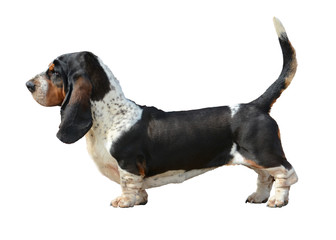 Basset Hound stand isolated on white background