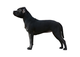Black Staffordshire Bull Terrier stand isolated on white background