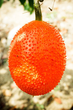 Gac fruit, Baby Jackfruit, Spiny Bitter Gourd, Sweet Grourd or Cochinchin Gourd in nature.