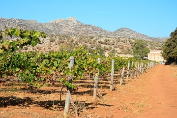 Fototapeta na wymiar Grapevines in fields next to the Agia Triada monastery, Agia Triada, Crete.