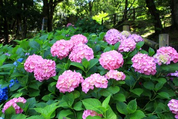 満開の紫陽花