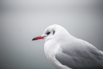 Obraz premium Seagull on promenade
