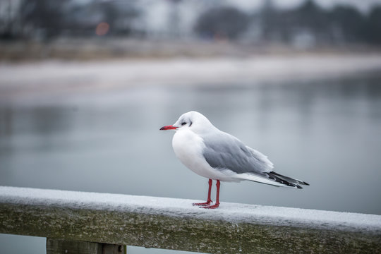 Seagull on promenade