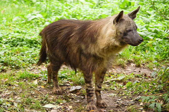 A brown hyena in zoo