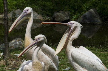 Pelicans