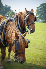 Fototapeta premium Shire horses in sunny field resting at country fair
