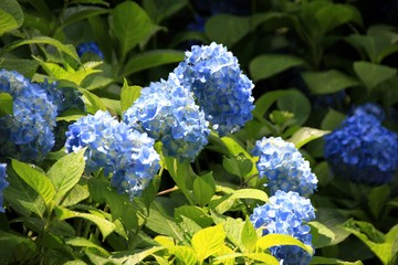 満開の紫陽花 