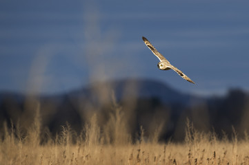 A Short-eared Owl flies low over a field in the late evening sun with a darker cloudy background.