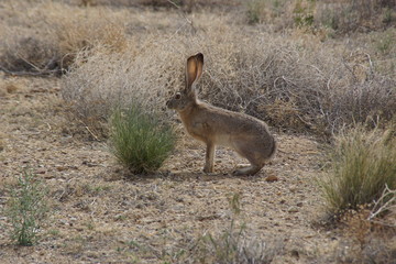 Wildhase