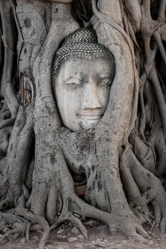 Head of buddha image in the tree at Wat Ma Ha That temple, Ayutthaya, Thailand
