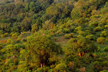 boscaglia di baobab adansonia masai mara kenia