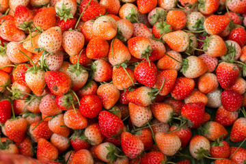 Close up of fresh strawberry in the north of Thailand