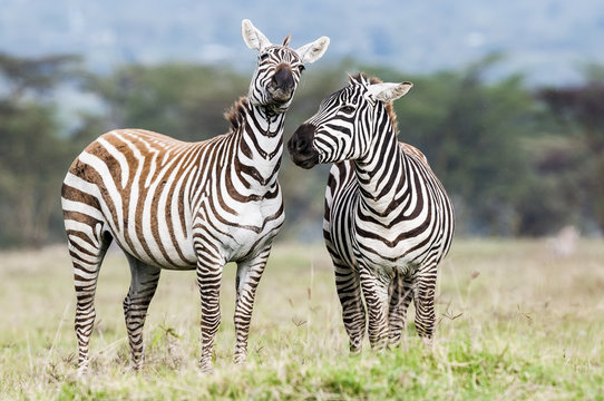 Burchell's zebra stallions, Lake Nakuru National Park, South Africa
