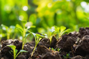Many green sprout growing from seed