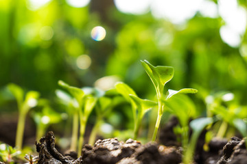 Many green sprout growing from seed