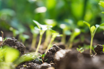 Group of growing green sprout on soil