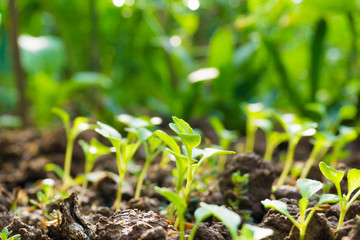 Many green sprout growing from seed