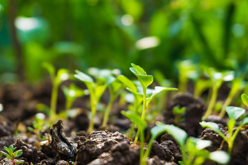 Group of growing green sprout on soil