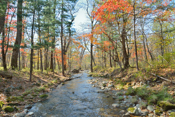 Autumn woodsy river 26