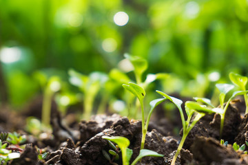 Many green sprout growing from seed