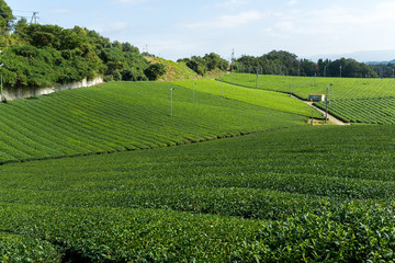 Green Tea plantation