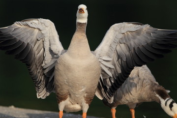 Bar-headed Goose (Anser indicus) in Japan

