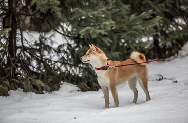 dog Hachiko winter