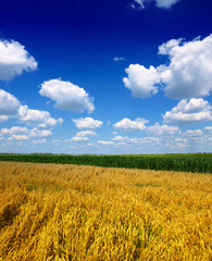 Fototapeta premium Wheat field against a blue sky