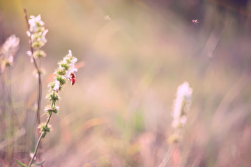 Fototapeta premium soft gentle photo, flowers on a sunny meadow and a bee 