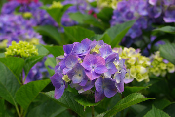 Fototapeta premium 紫陽花