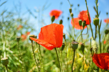 Fototapeta premium Poppies