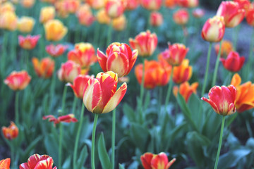 Glade of tulips. Spring