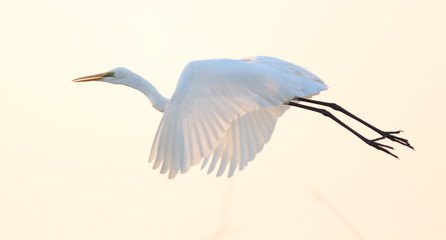 White Haven in Flight