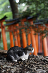 Kyoto Fushima-Taisha Cat