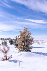 Winter background. Tree in frost