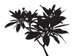 Tree isolated vector, black shadow leaf, bush outline forest, gray plant shape, foliage contour, botany silhouette