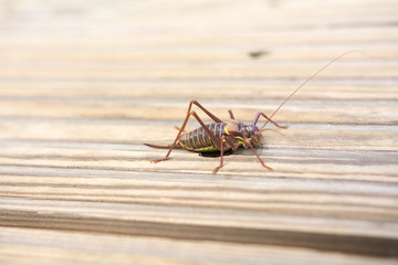 Grillo