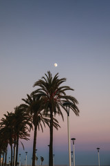 Obraz premium Palm trees on the beach