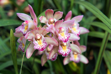 Beautiful color of Cymbidium orchids