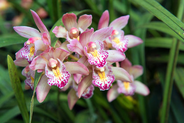 Beautiful color of Cymbidium orchids