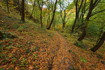Stara reka Reserve in the autumn, Stara planina mountain, Bulgaria